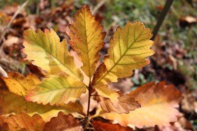Quercus prinus - dub košíčkatý - listy podzim